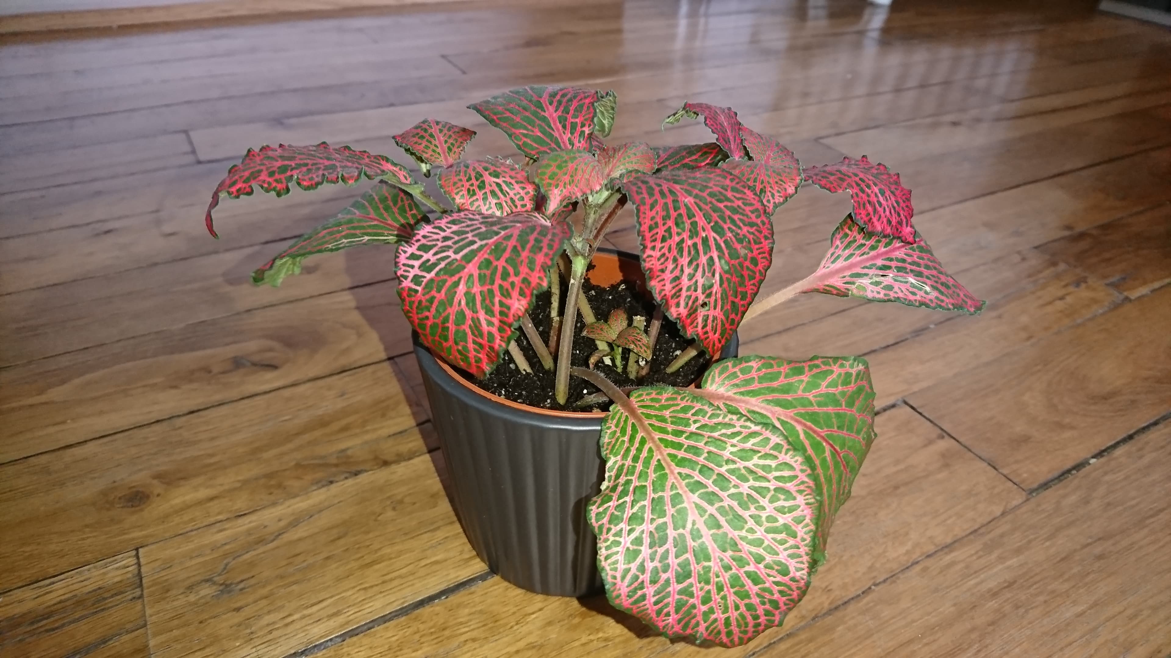 Annexe botanique3.jpg