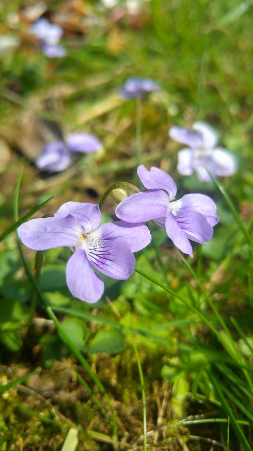 Annexe violette1.jpg