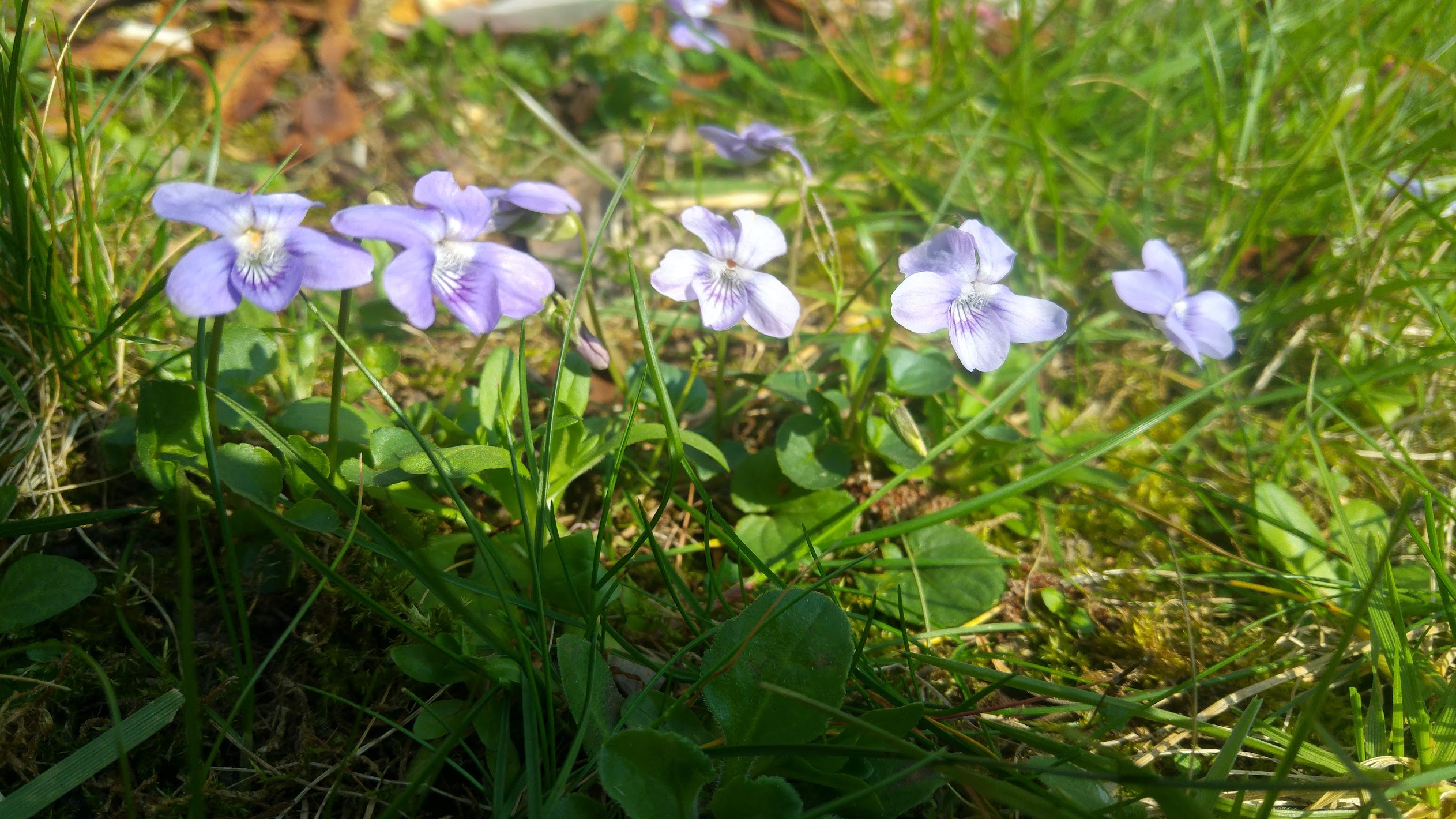 Annexe violette2.jpg