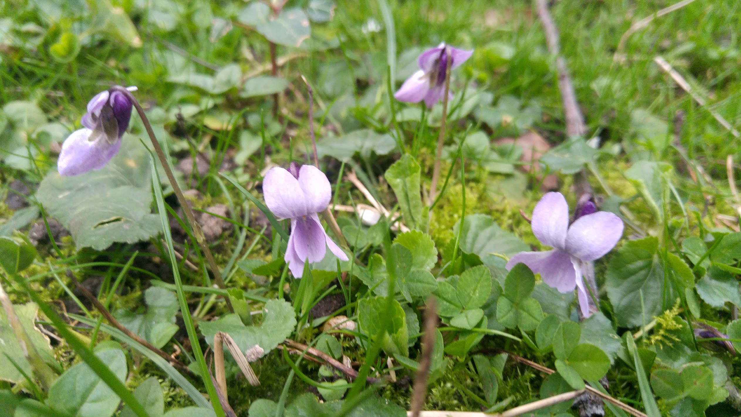 Annexe violette3.jpg