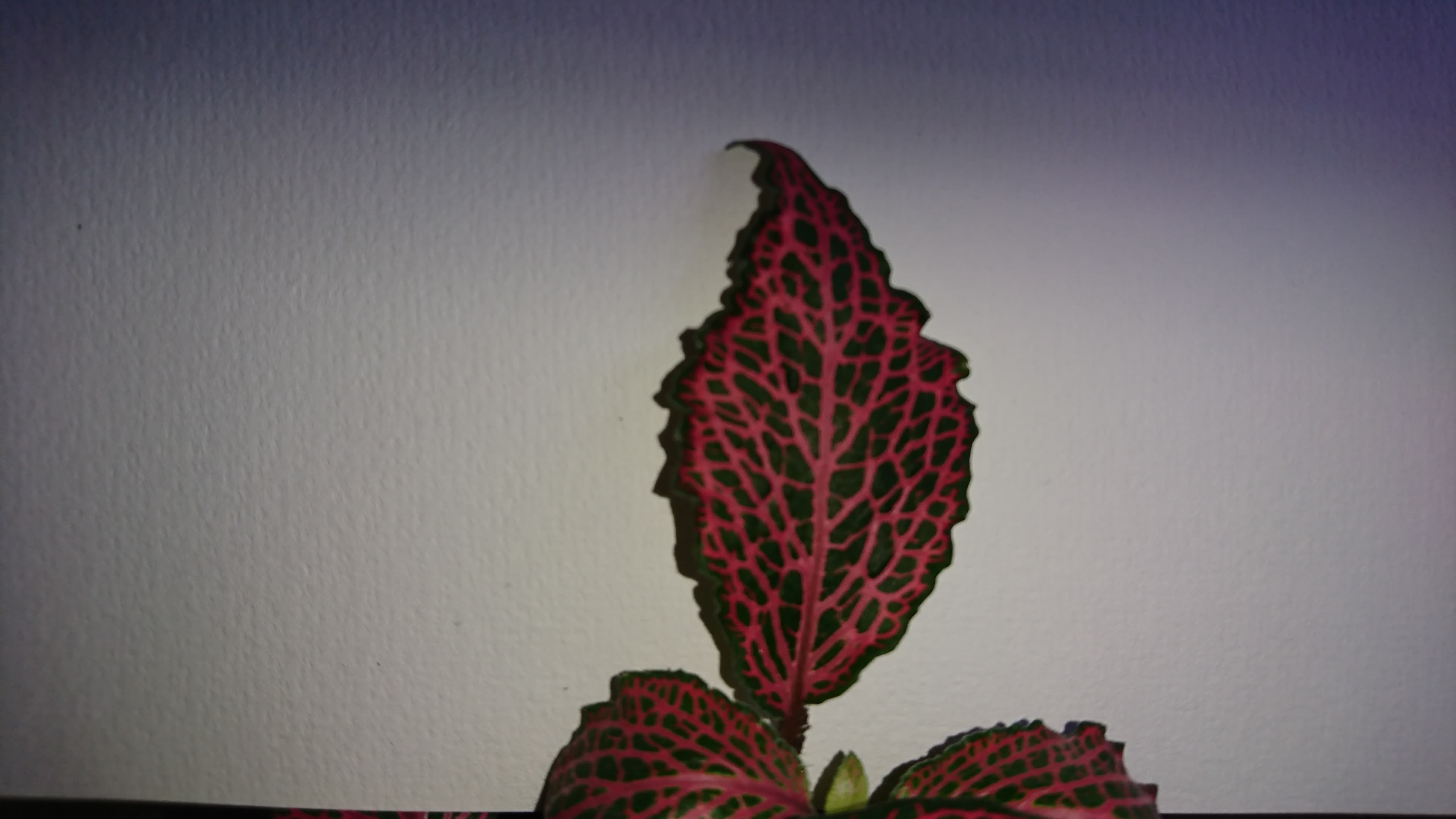 Annexe botanique1.jpg