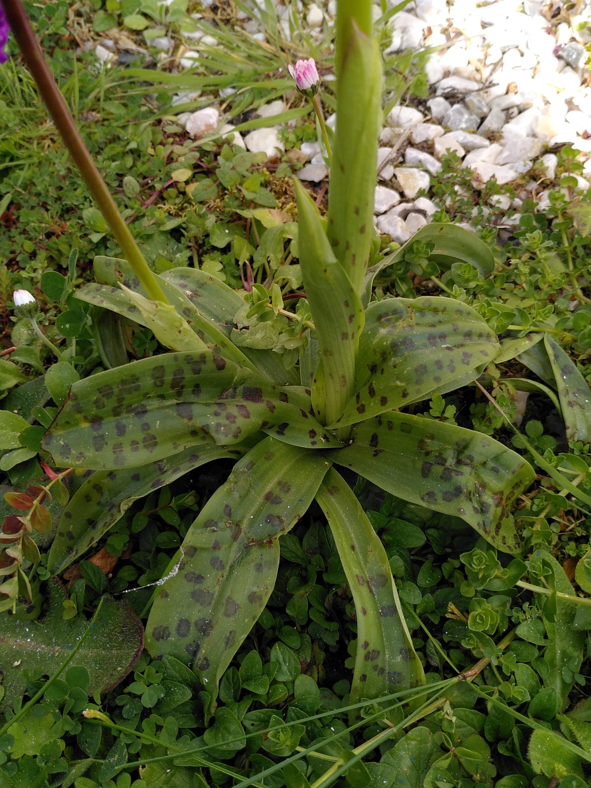 Annexe IMG_20200329_111821.jpg