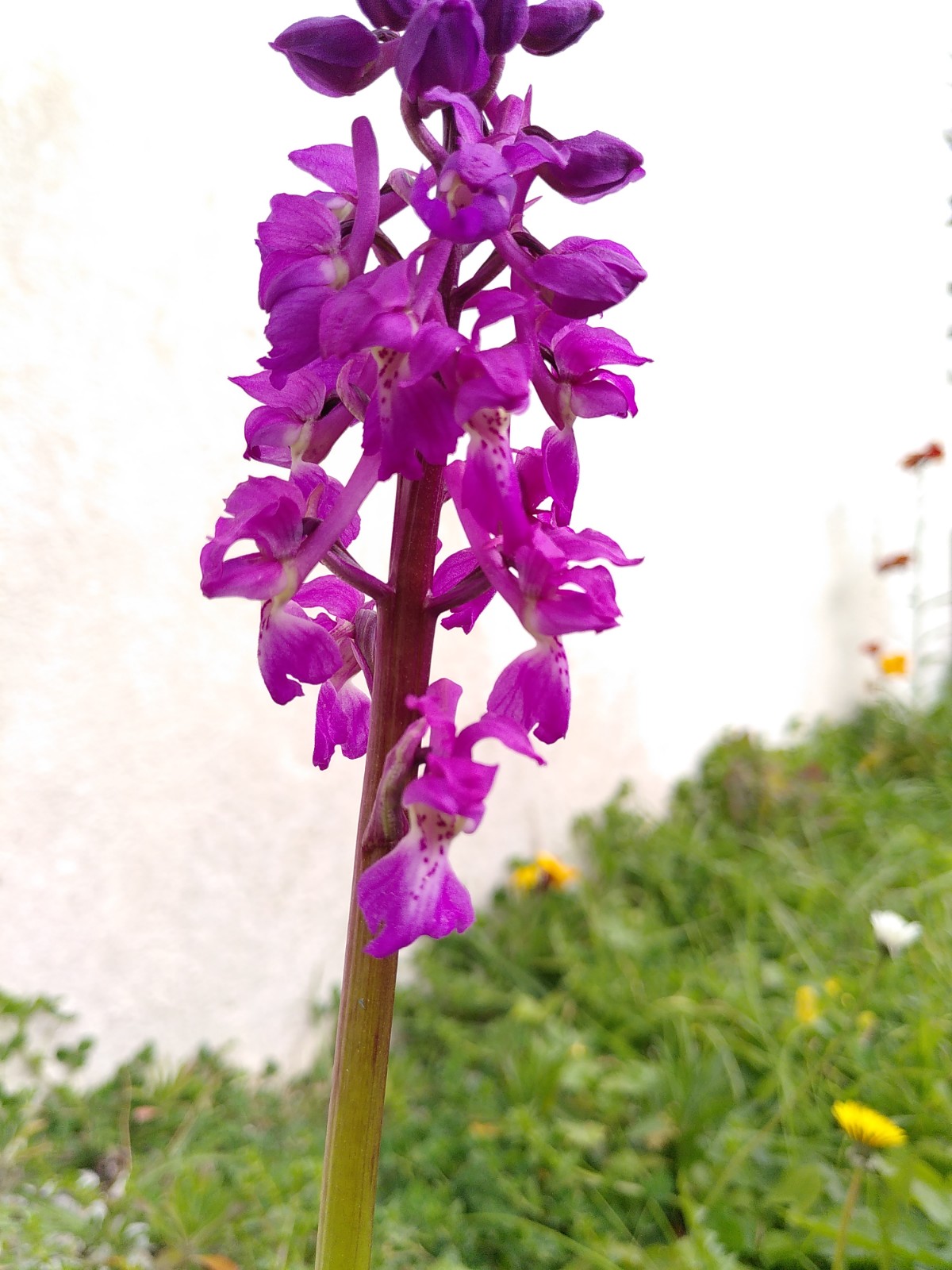 Annexe IMG_20200329_114706.jpg