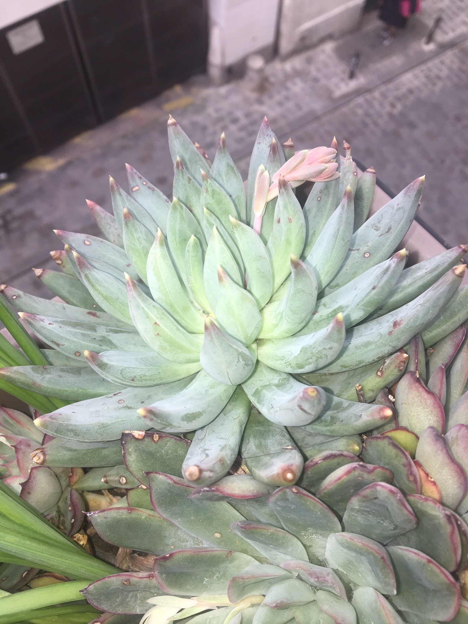 Annexe IMG_1767-2.JPG