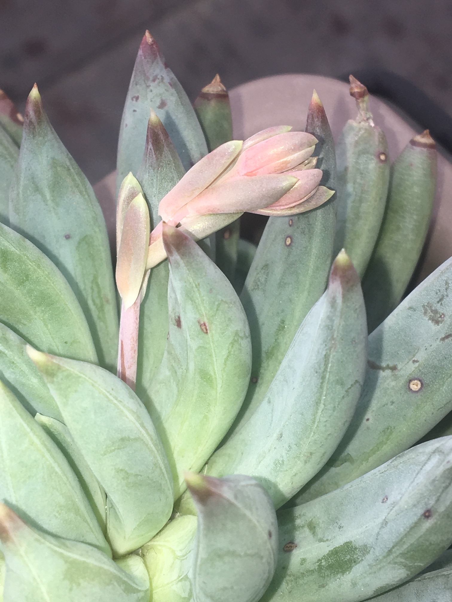 Annexe IMG_1768-2.JPG