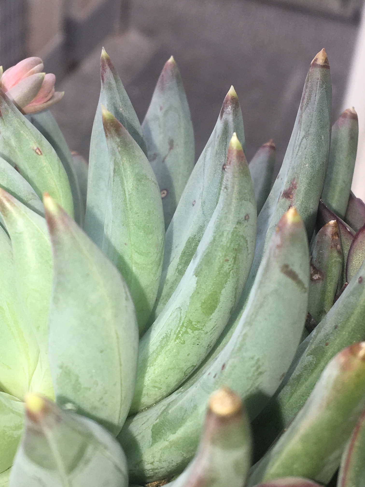 Annexe IMG_1769-2.JPG