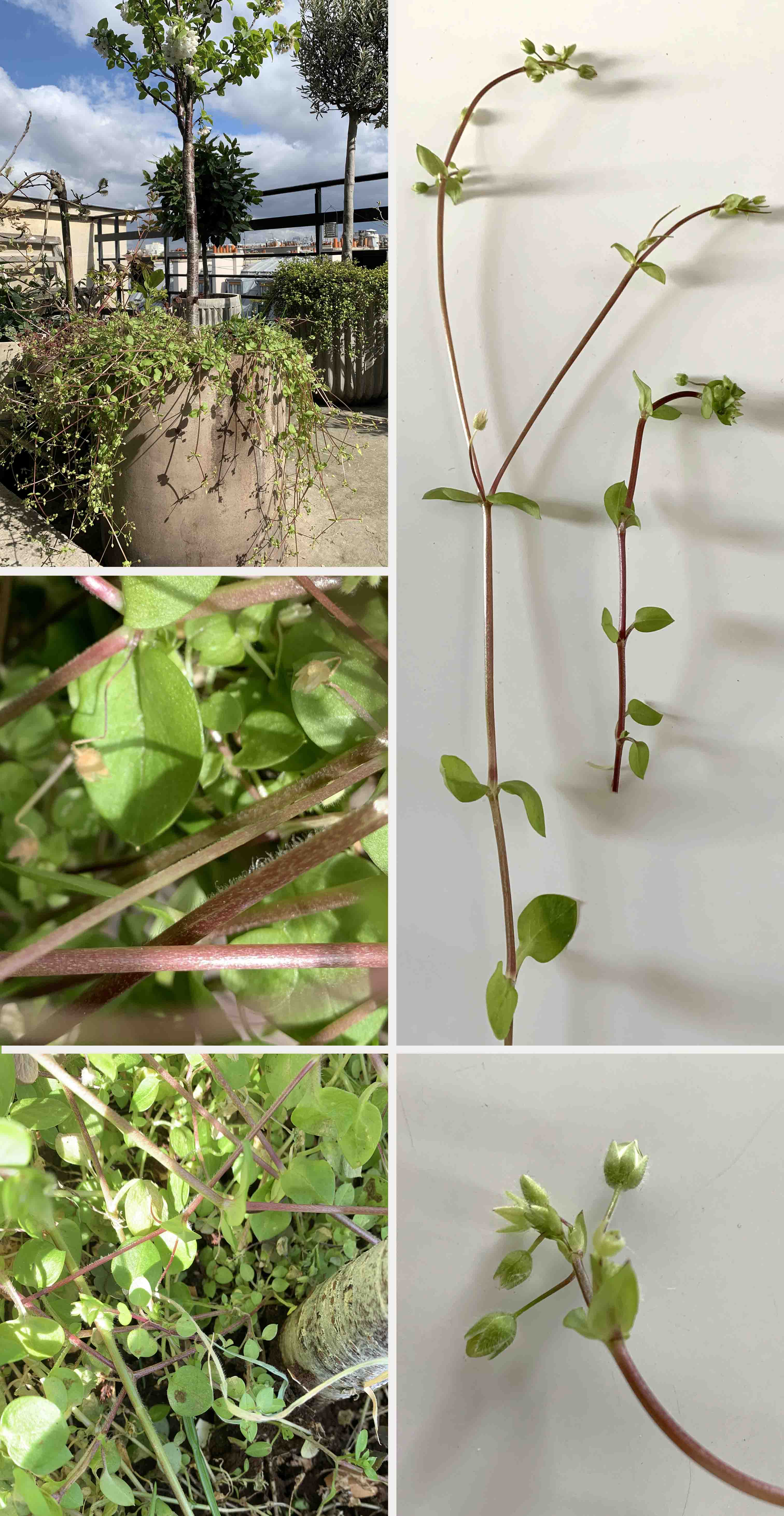 Annexe Stellaria pallida.jpg