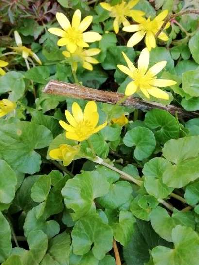 Annexe IMG_20200328_172357.jpg