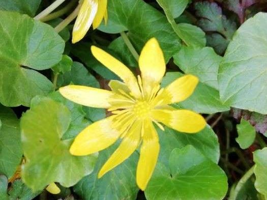 Annexe IMG_20200328_172828.jpg