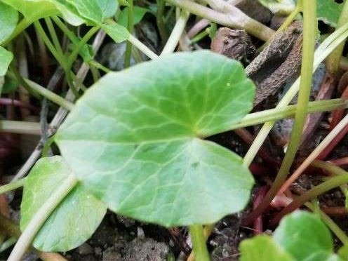 Annexe IMG_20200328_172943.jpg