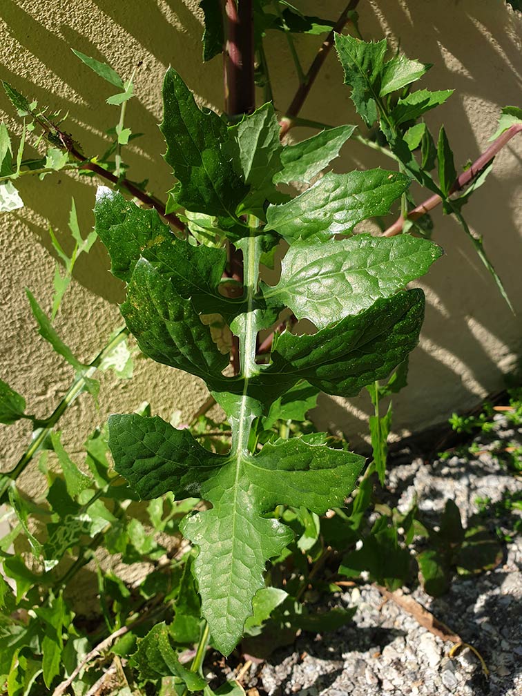 Annexe Laiteron Feuille basale.jpg