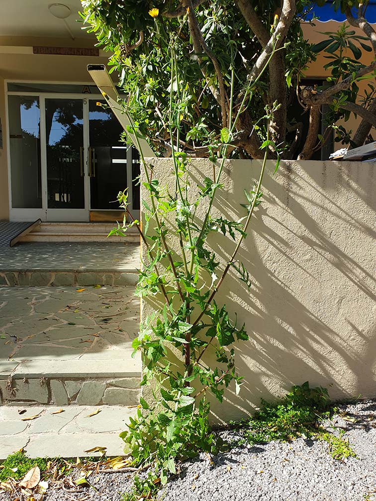 Annexe Laiteron Vue ensemble.jpg