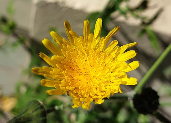 Annexe Laiteron capitule de fleurs ligulées.jpg