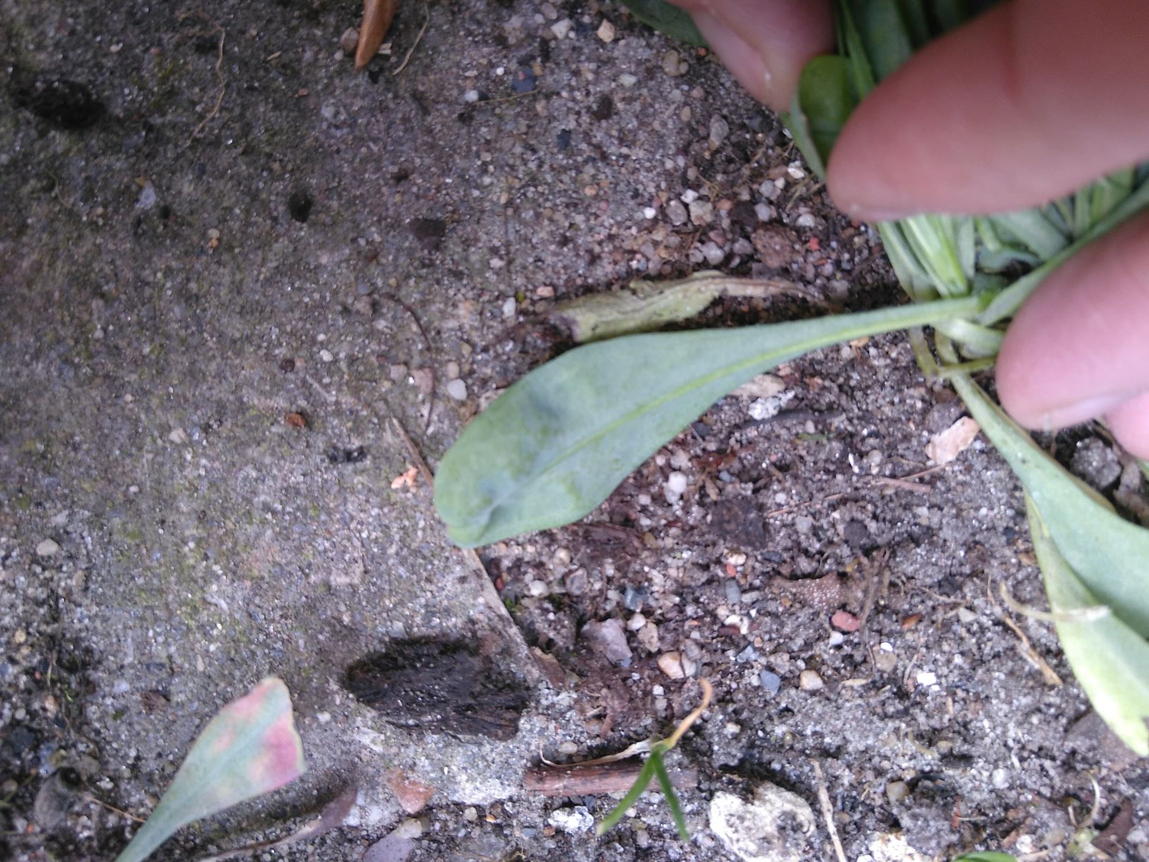 Annexe Dessous de la feuille.jpg