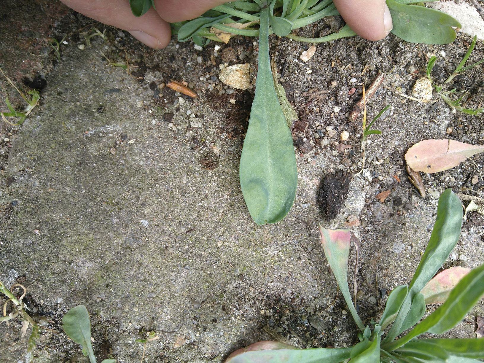 Annexe Dessus de la feuille.jpg