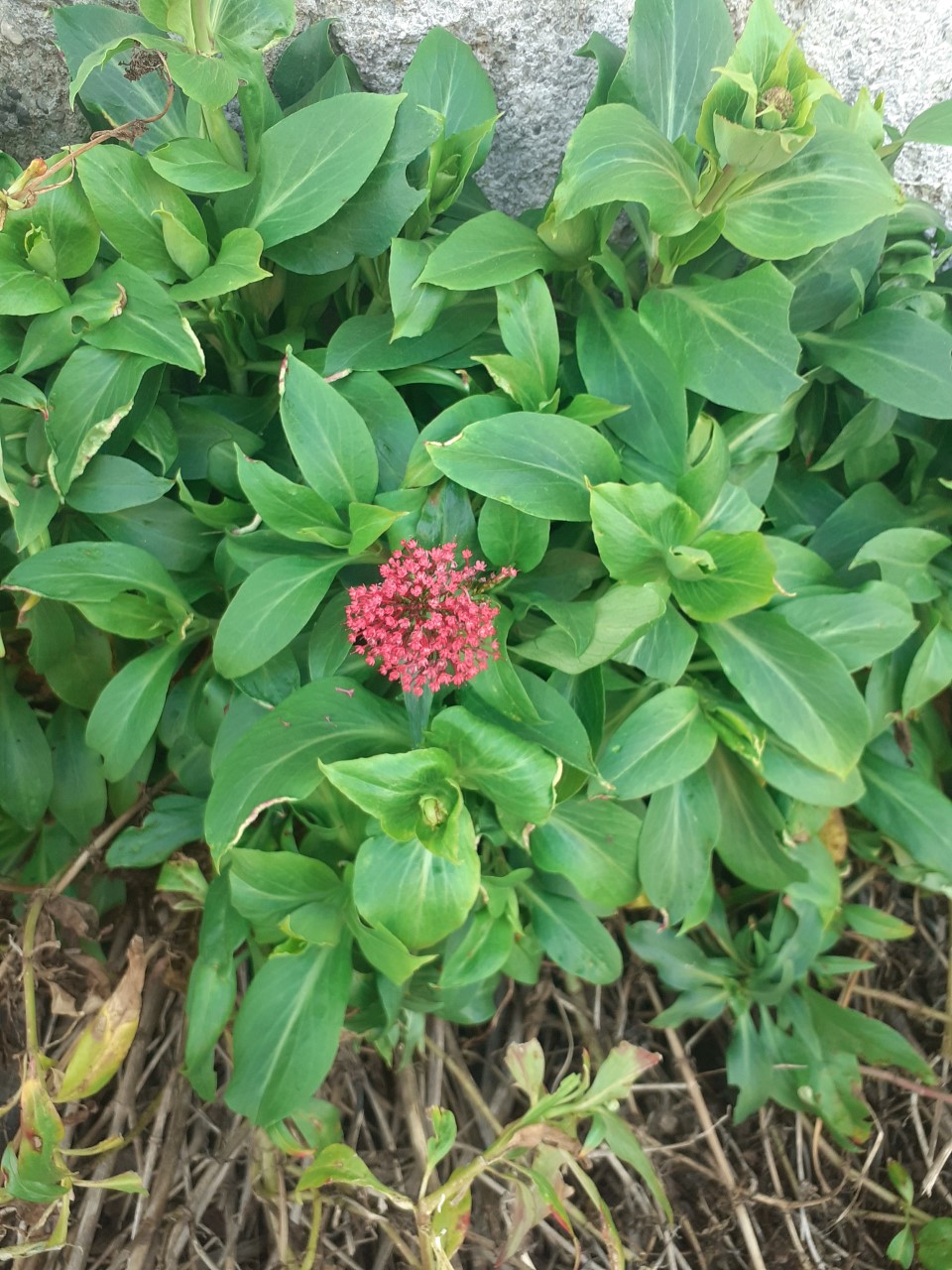 Annexe thumbnail_20200328_163256.jpg