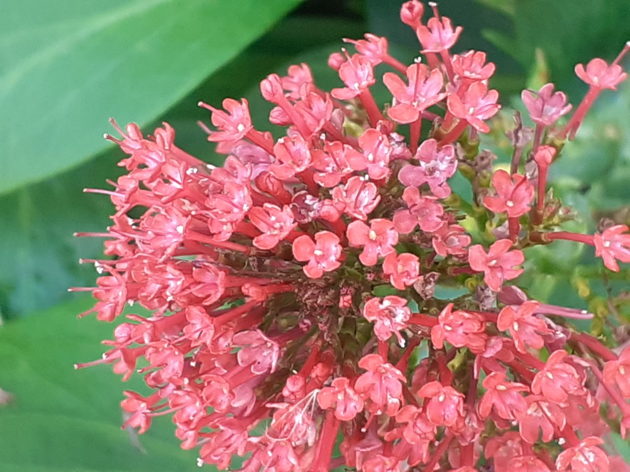 Annexe thumbnail_20200328_164718.jpg