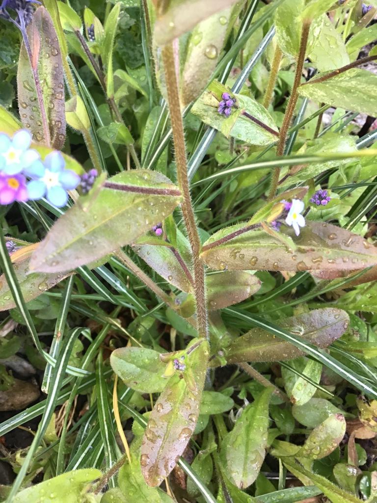 Annexe myosotis 3.JPG