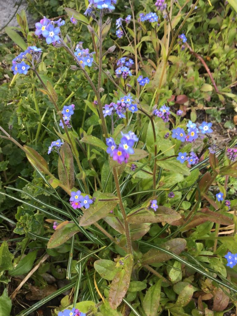 Annexe myosotis2.JPG