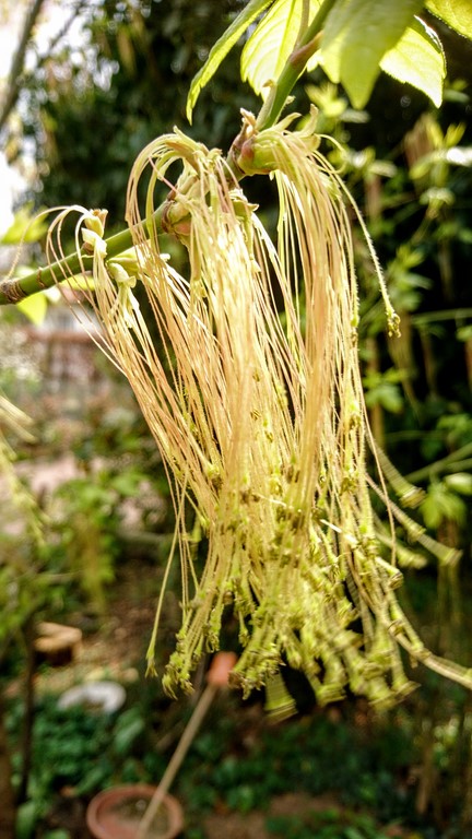 Annexe érable à feuilles de frêne (1).JPG