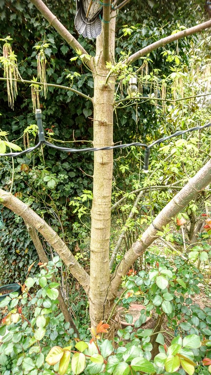 Annexe érable à feuilles de frêne (2).JPG