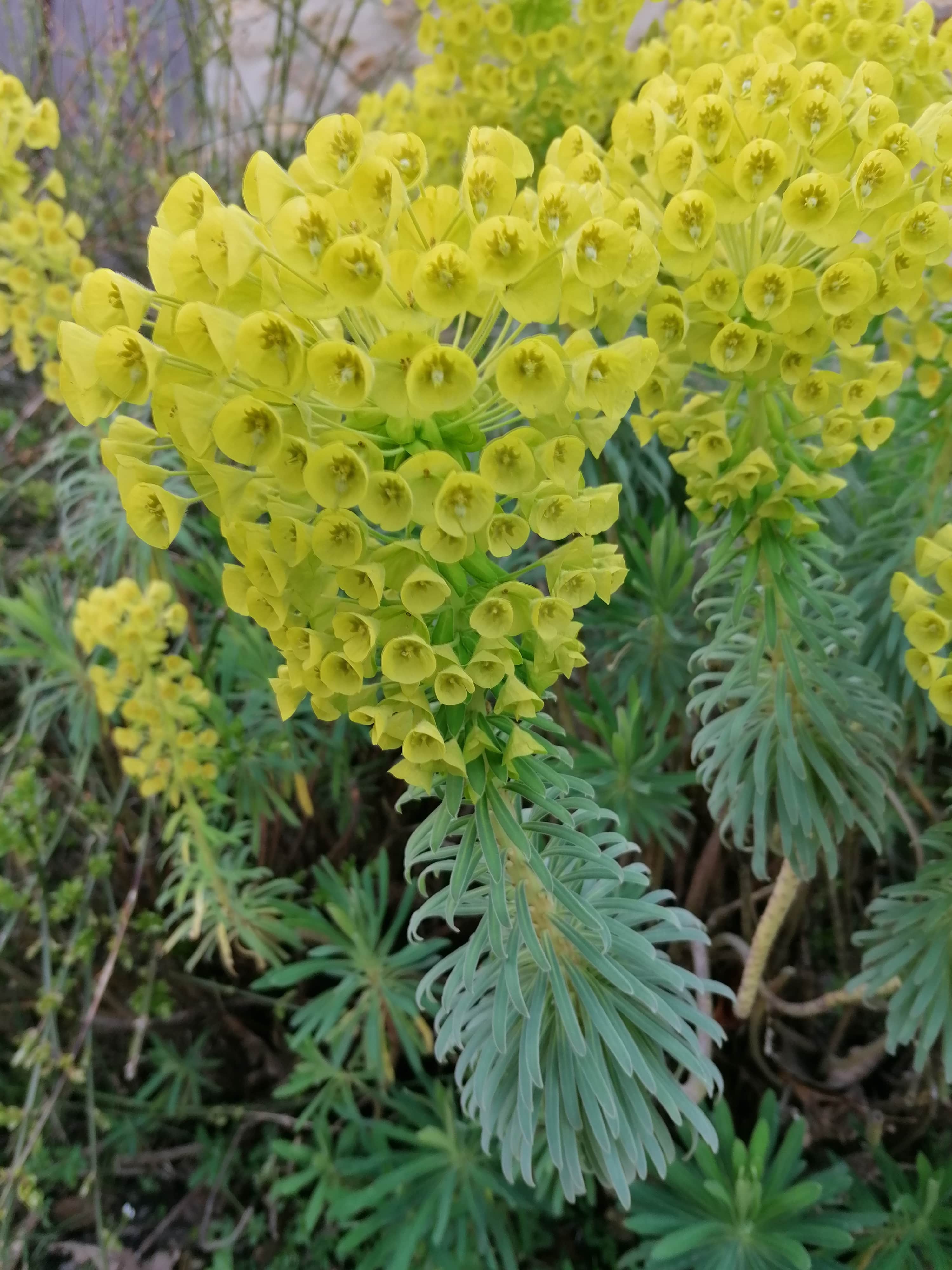 Annexe Plante en totalité.jpg