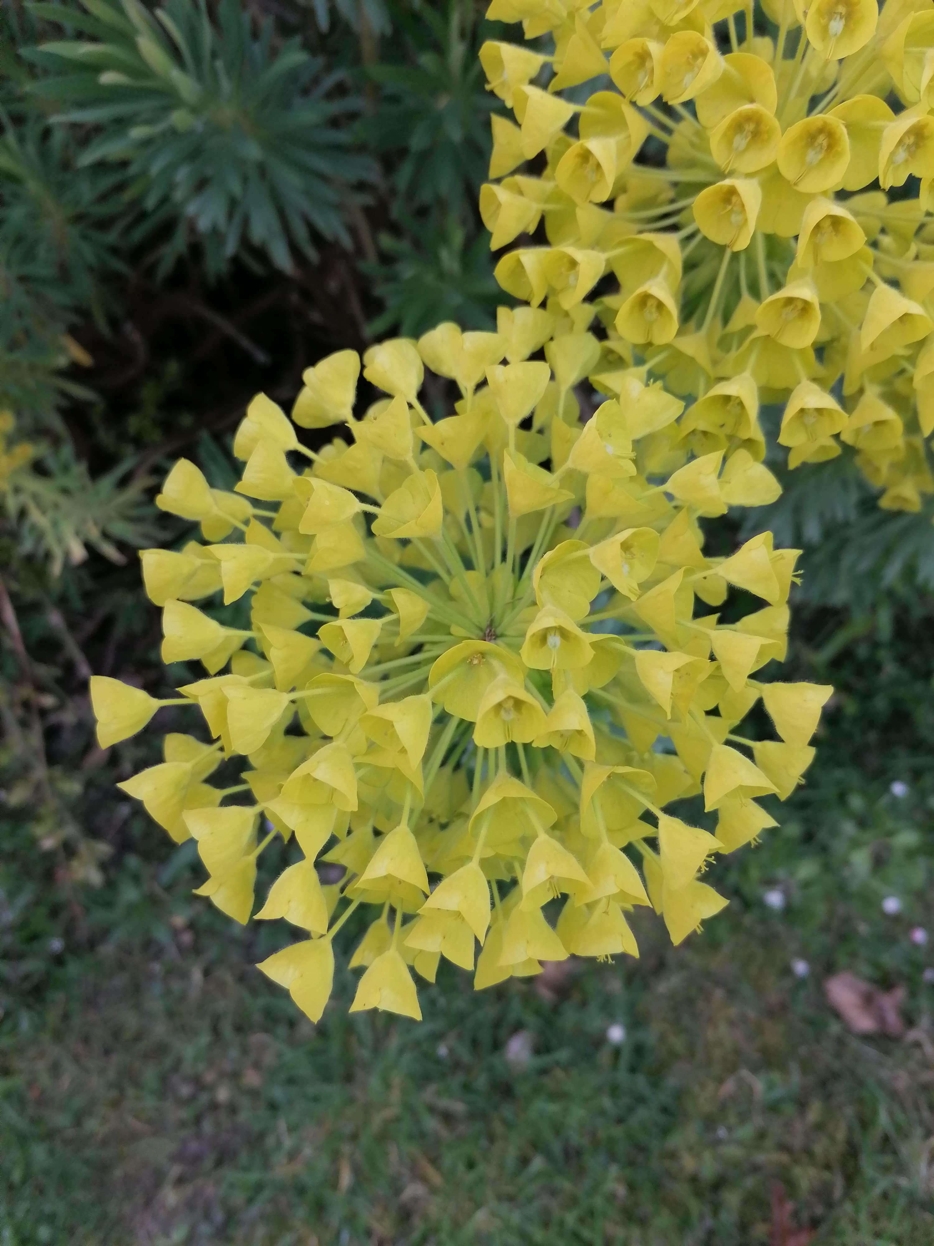 Annexe Vue de dessus.jpg