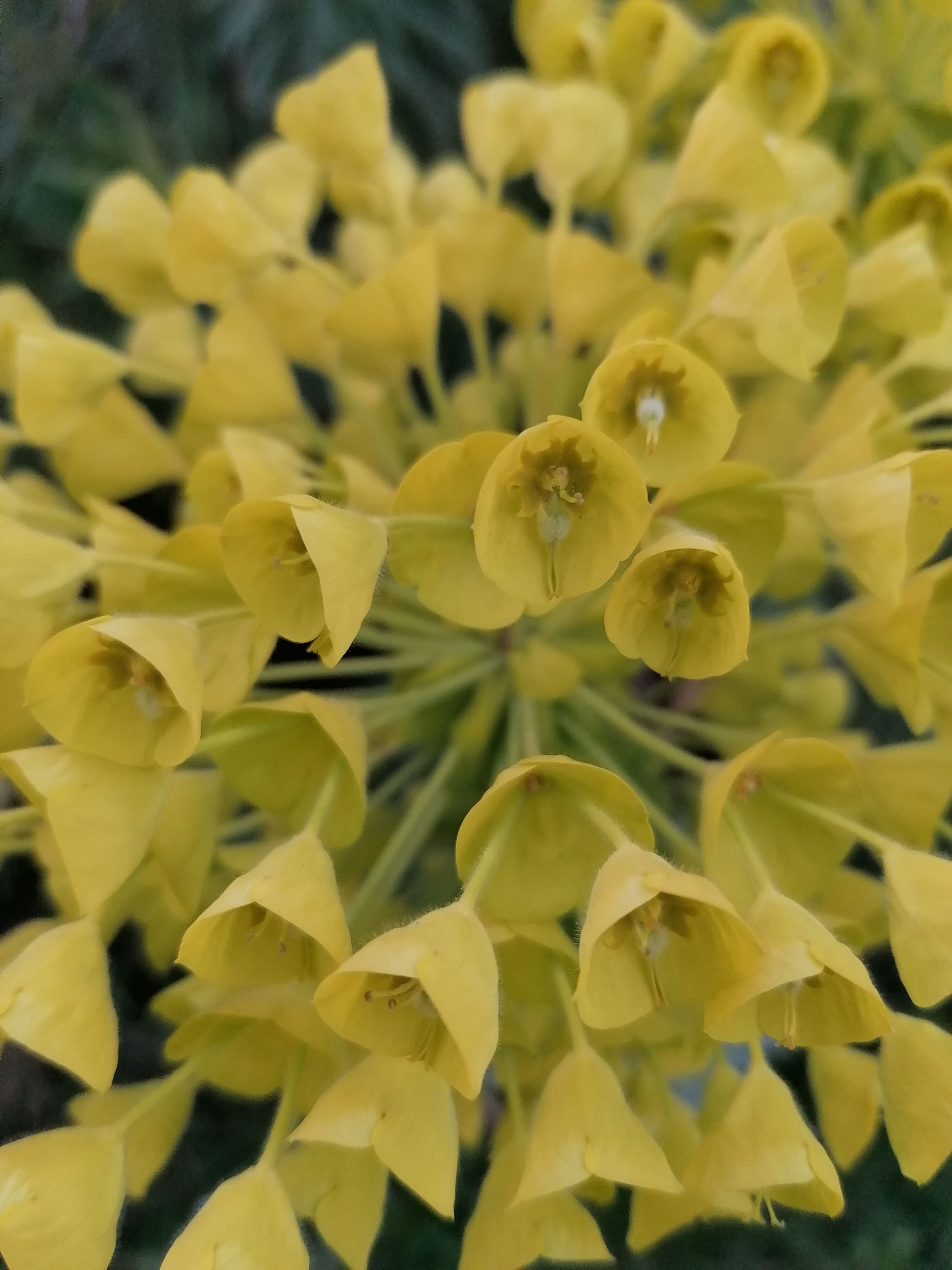 Annexe Zoom sur les fleurs.jpg