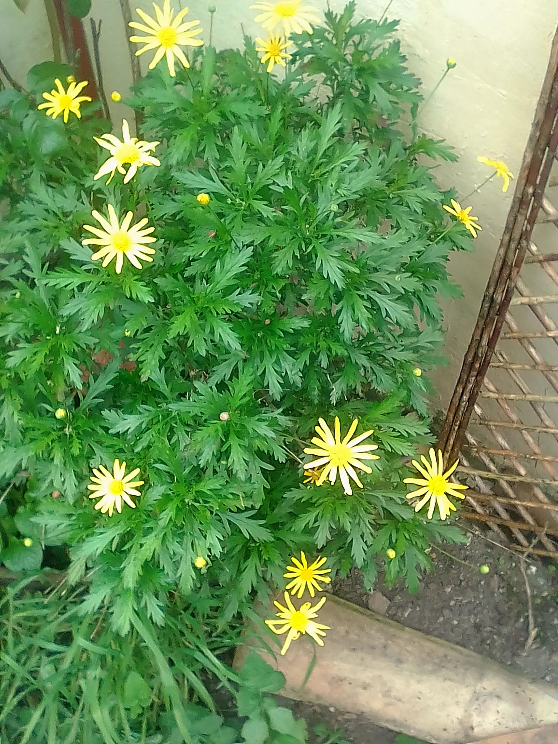 Annexe IMG_20200329_133523-ConvertImage.jpg