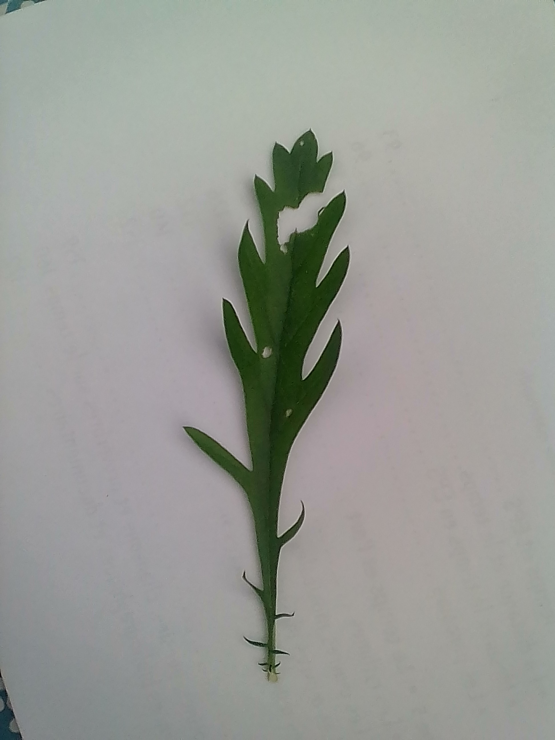 Annexe IMG_20200329_133649.jpg