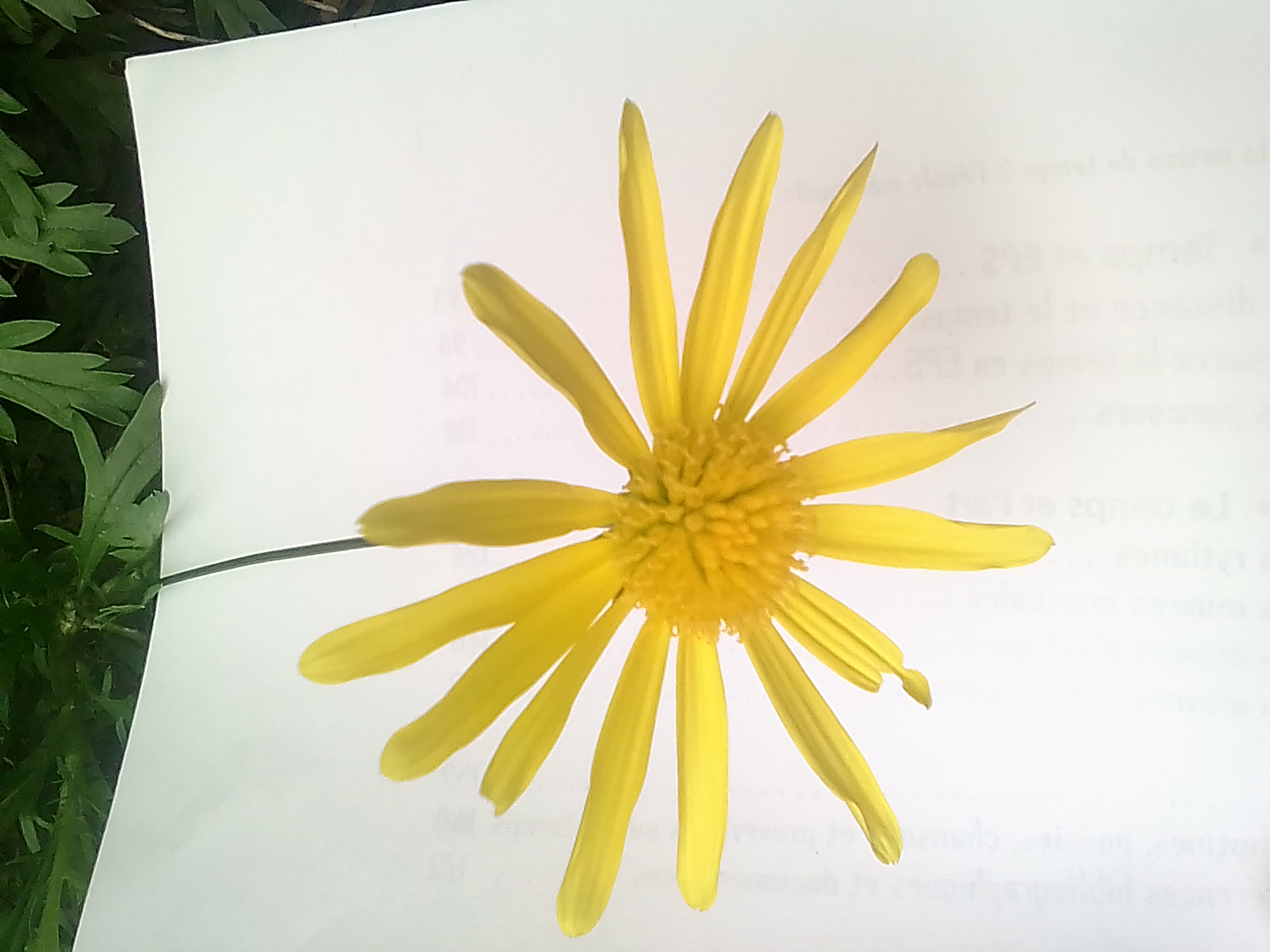 Annexe IMG_20200329_133715.jpg