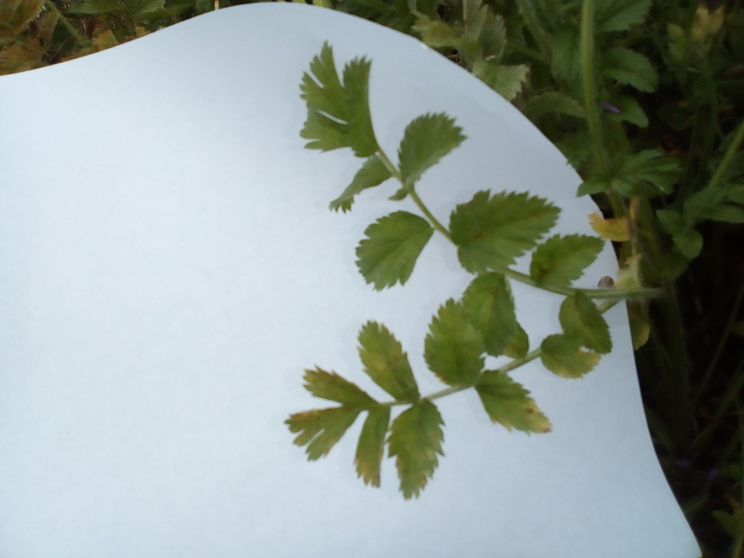 Annexe Feuilles de la tige-min.jpg