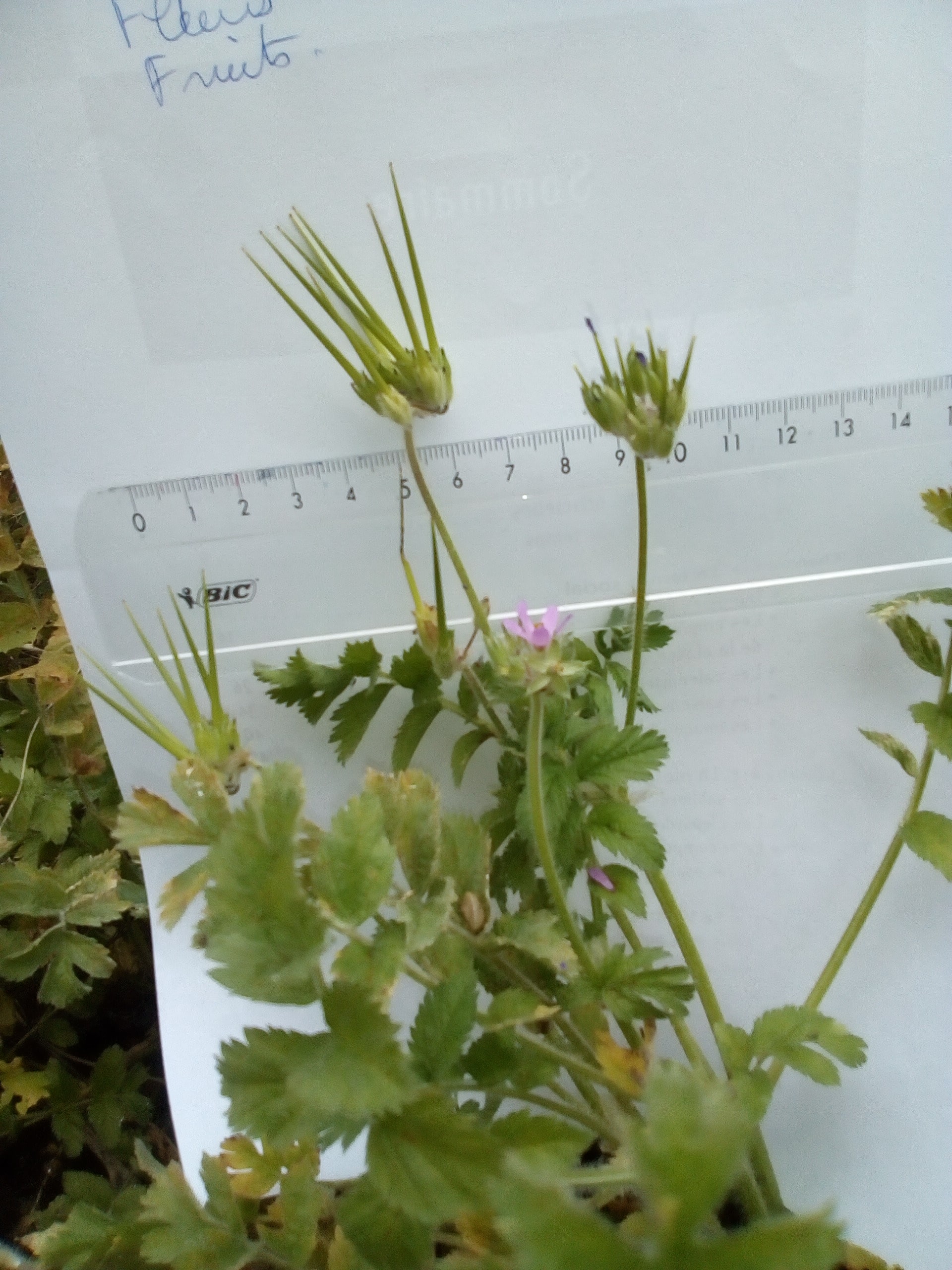 Annexe Vue globale de la plante-min.jpg