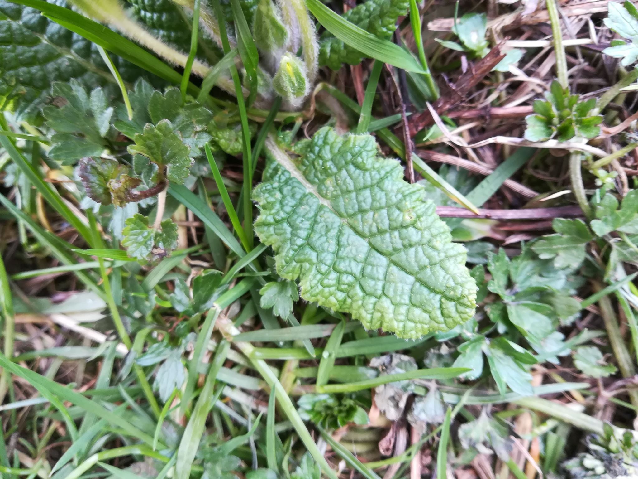 Annexe 91468833_283098859346557_2452426536469397504_n.jpg