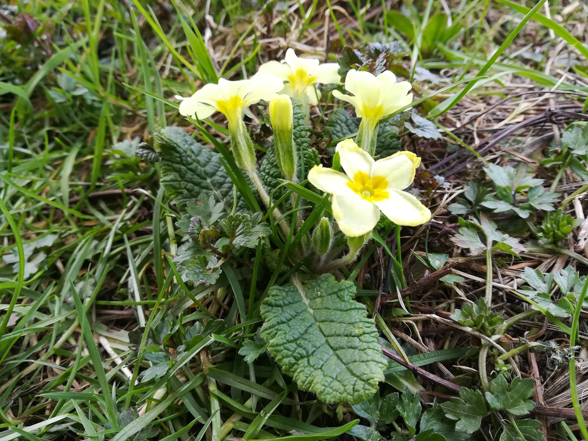 Annexe 91498680_296482524655273_4044212433651236864_n.jpg