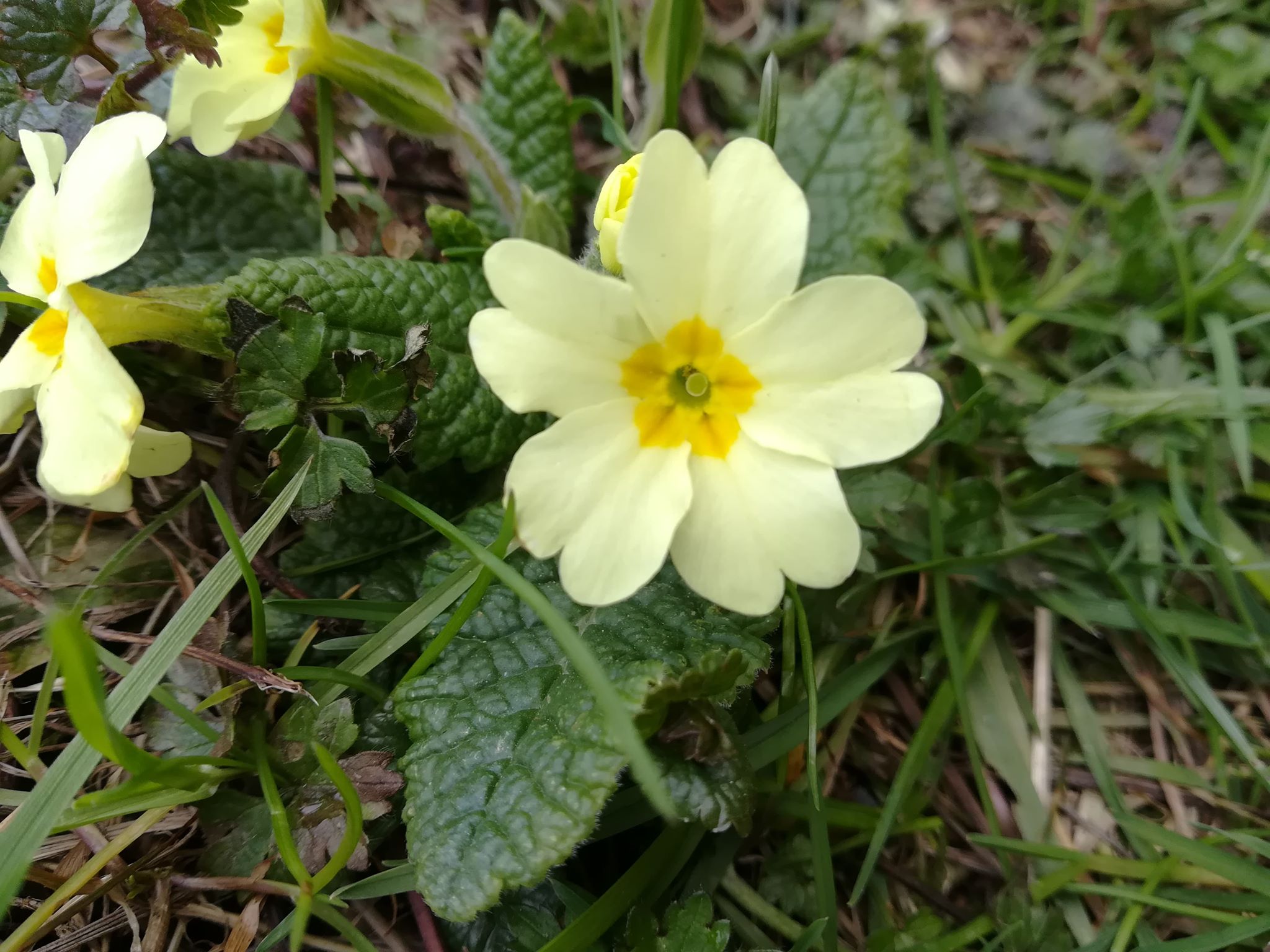 Annexe 91623198_551333142169271_6623252102040780800_n.jpg