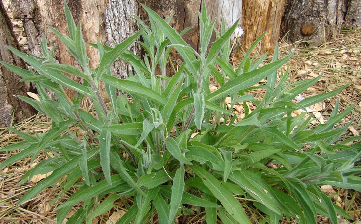 Annexe DSC01368_fb.jpg