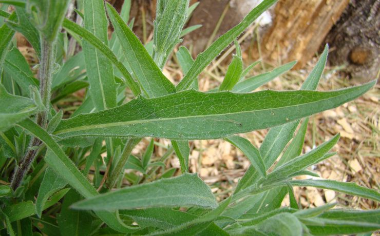 Annexe DSC01369_fb.jpg