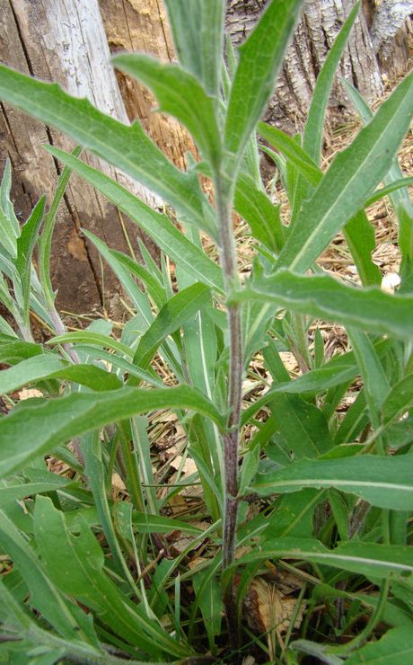 Annexe DSC01370_vert.jpg