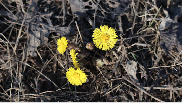 Annexe Capture d’écran 2020-03-29 à 14.24.47.png