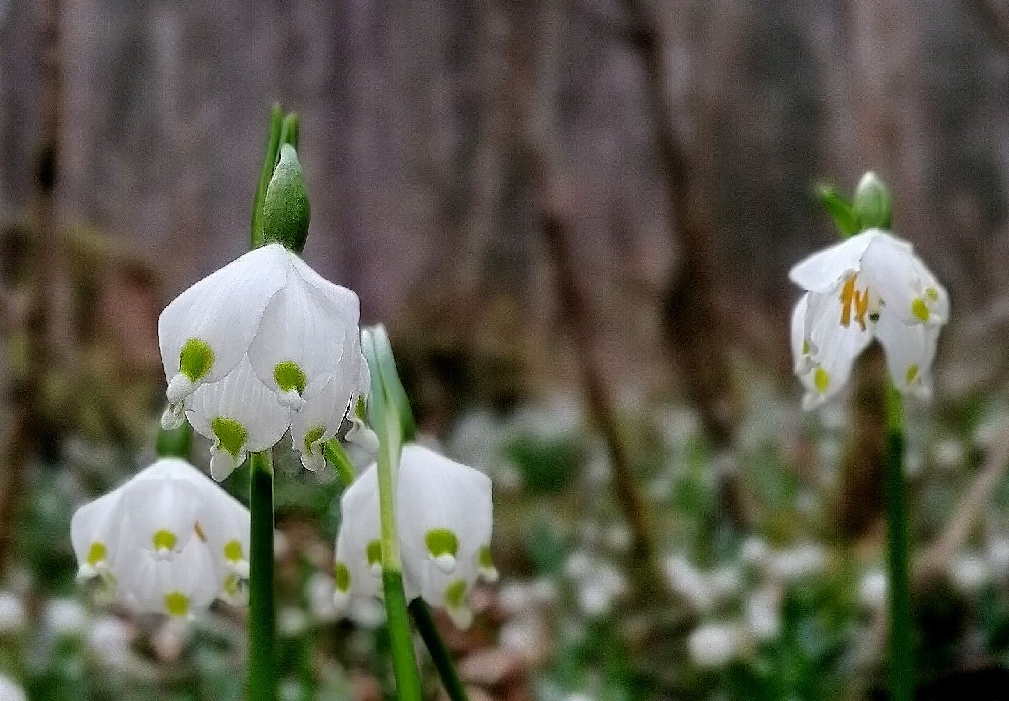 Annexe Galanthus nivalis Fleurs.jpg