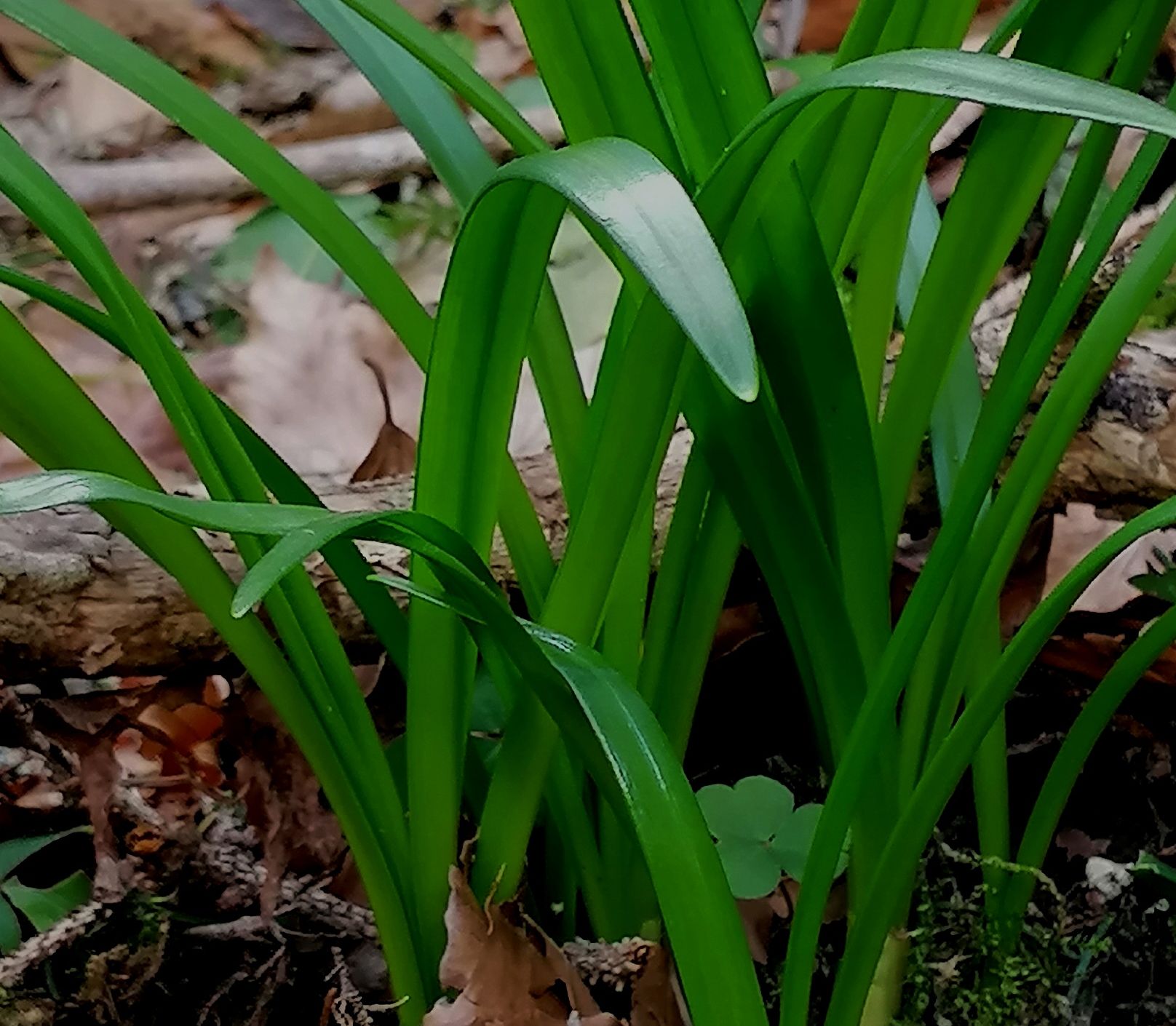 Annexe Galanthus nivalis feuilles.jpg