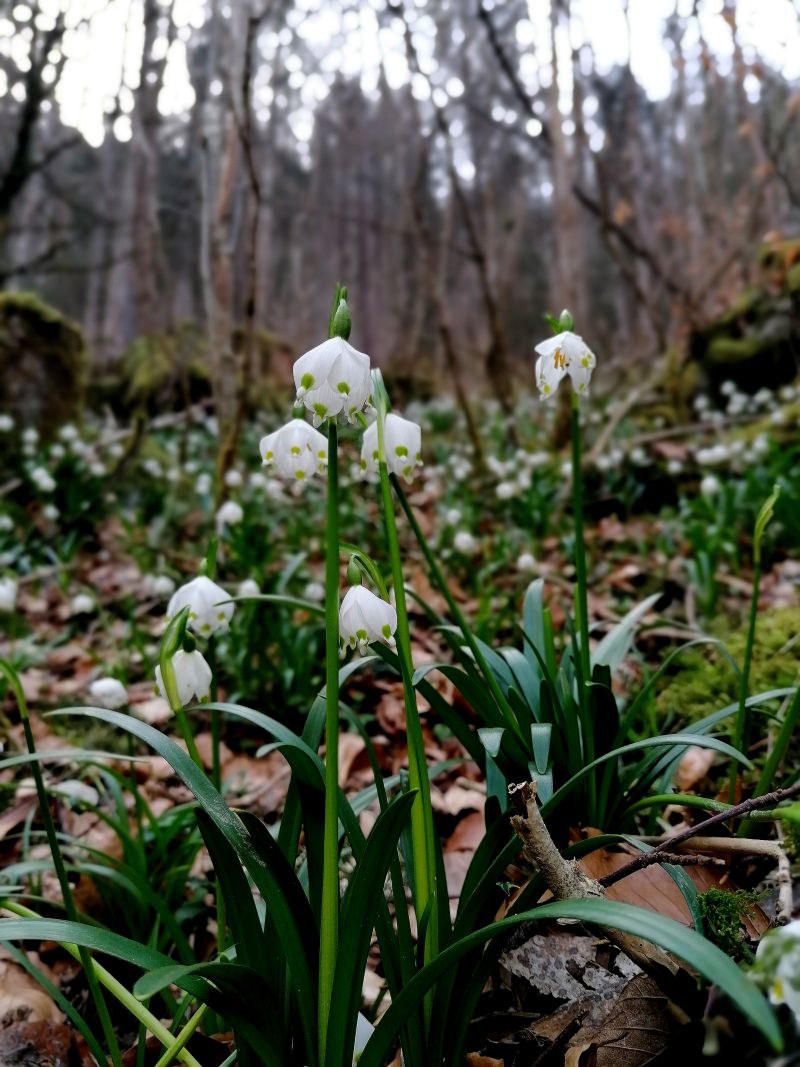 Annexe Galanthus nivalis gral compr.jpg