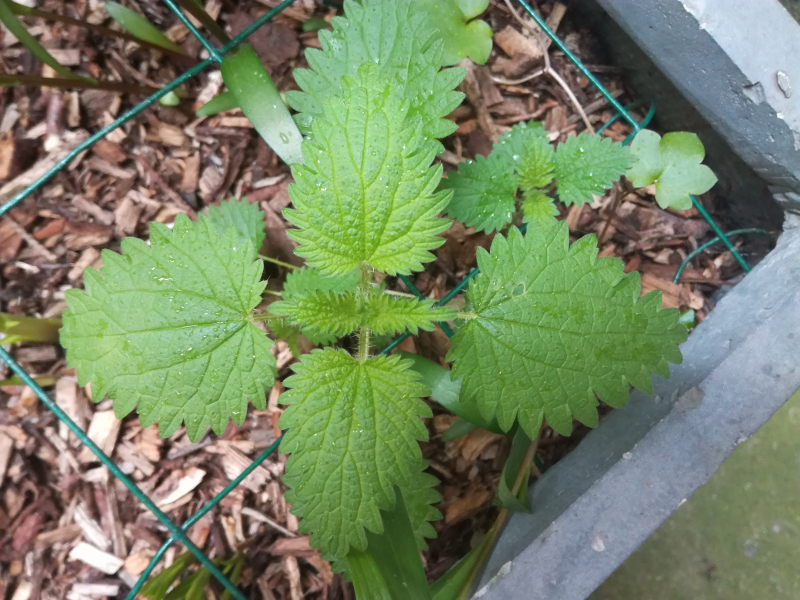 Annexe Vue de dessus.jpg