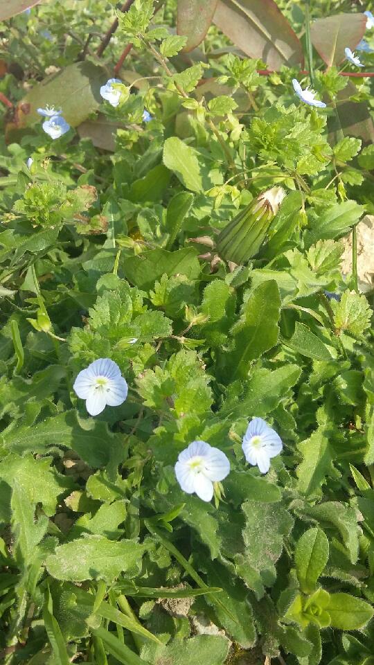 Annexe 20200328_151338.jpg