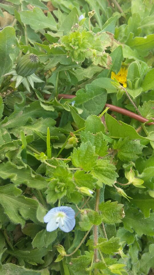 Annexe 20200328_151348.jpeg