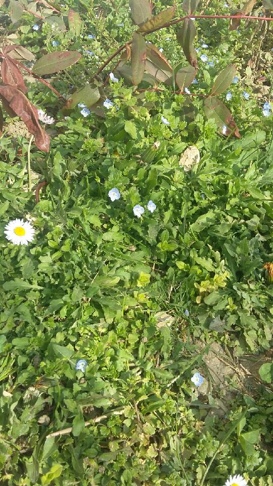 Annexe 20200328_151358.jpeg