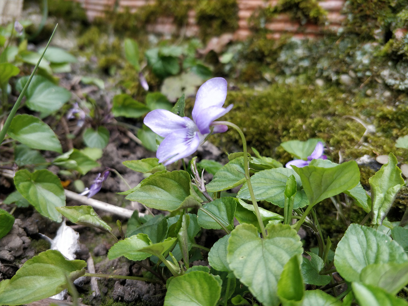 Annexe IMG_20200329_142936.jpg