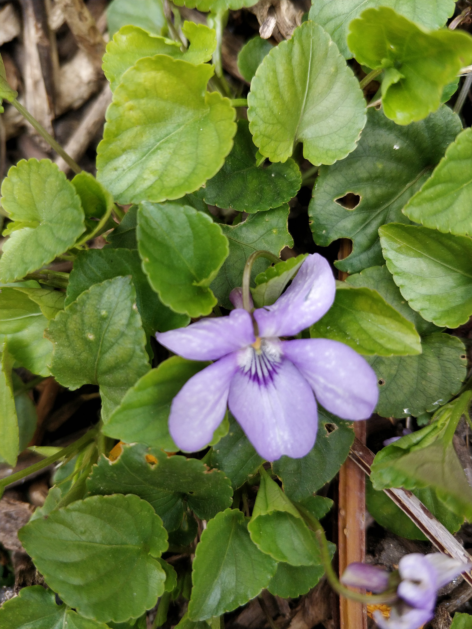 Annexe IMG_20200329_143314.jpg