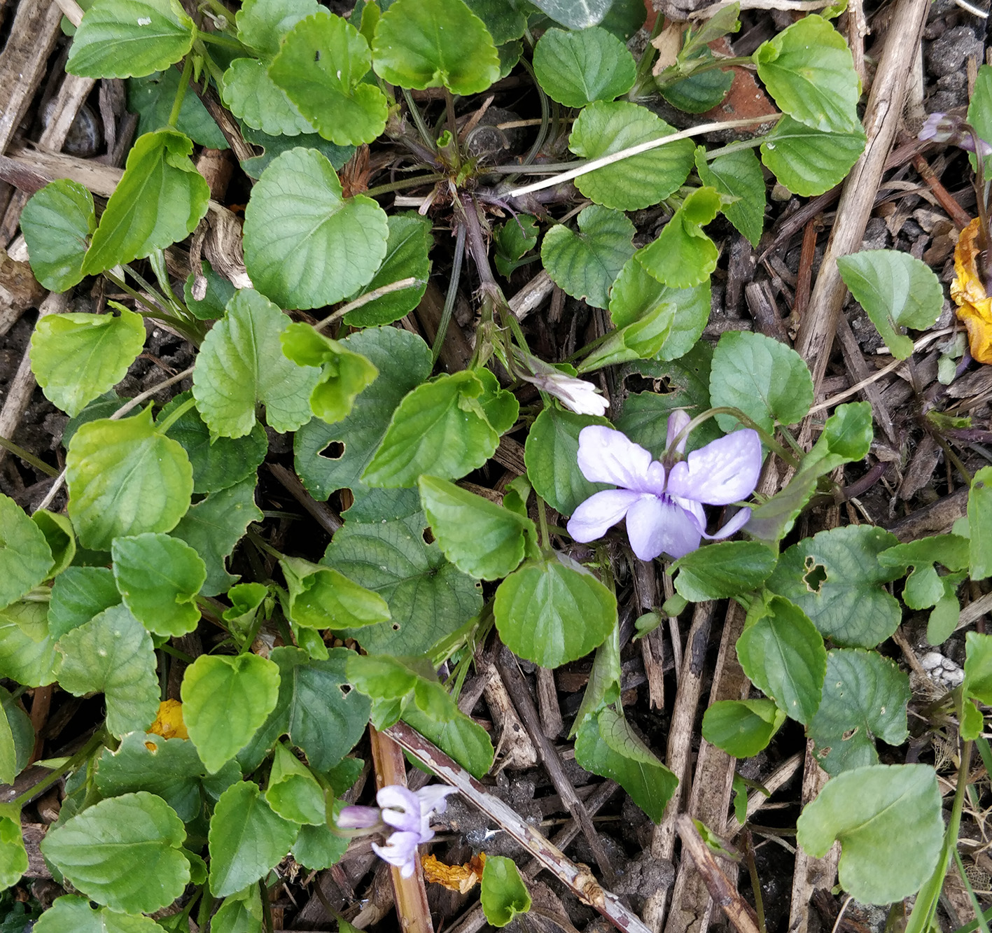 Annexe Viola hirta.jpg